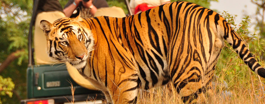 north india wildlife tour packages